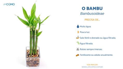 Como Cuidar De Um Bambu Dividido